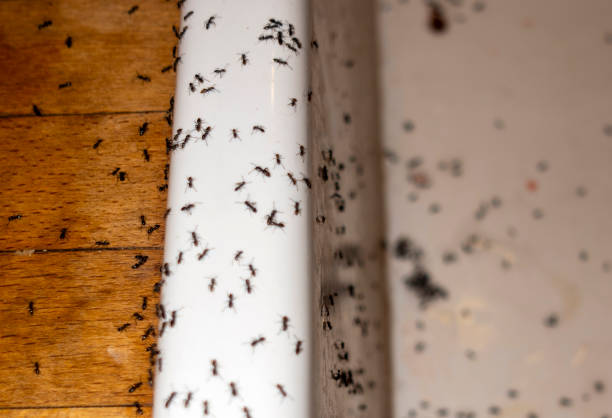 Best Termite Control Services  in Colusa, CA