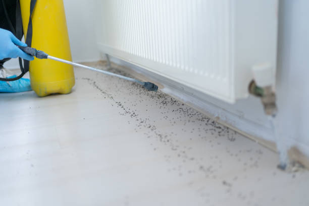 Best Flea Control Services  in Colusa, CA